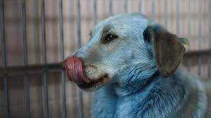 Entdecken sie hunde aus russland — info, temperament, charakteristik, bilder, preise, typische krankheiten. Blaue Hunde In Russland Entdeckt Ist Eine Chemiefabrik Schuld Stern De