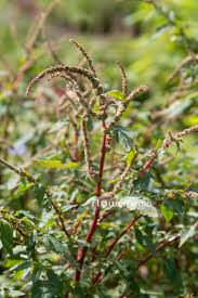 Image result for Amaranthus spinosus