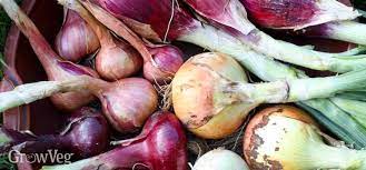 Maybe you would like to learn more about one of these? The Art Of Harvesting Onions
