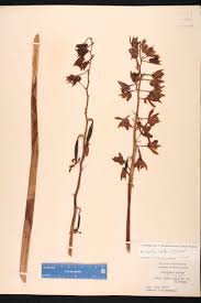 Image result for Eulophia alta