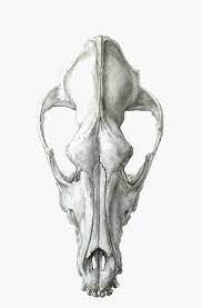 For more details go to edit properties. Dog Skull Dorsal View Dog Skull Canine Skull Dog Skull Drawing