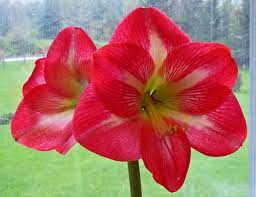 The Color Of My Amaryllis Is Different Between 2018 And 2019 545888 Ask Extension