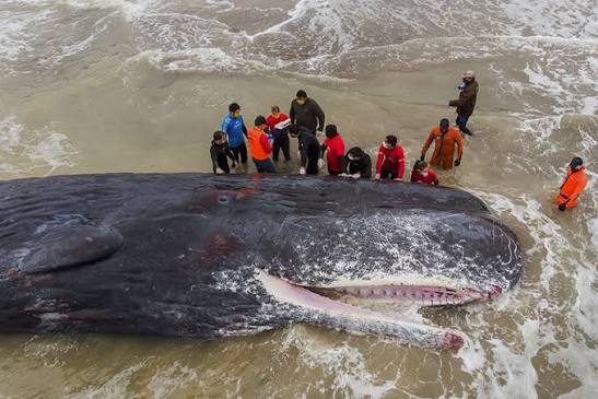 Gallery: Stranded Whale Rescued in East China - Caixin Global