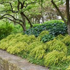 Hakonechloa Macra Aureola Japanese Forest Grass Landscape Design Shade Grass Japanese Forest Grass Shade Plants