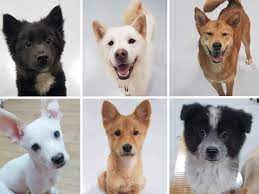 However, organizations all around the country are battling to save and preserve these dogs. South Korean Dog Adoption Save A Dog From The Dog Meat Trade