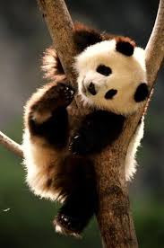 Panda Animals Will No Longer Be Endangered In 2020 Cute Animals Panda Bear Cute Panda