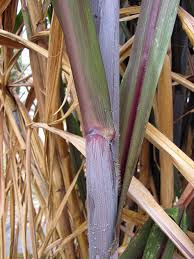 Image result for Cenchrus purpureus