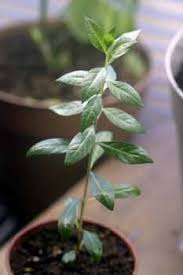 Going To Have Henna In My Garden Plants Henna Plant Planting Herbs