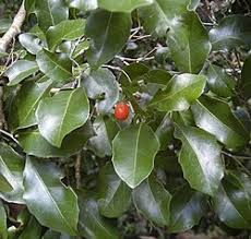 Image result for Drypetes