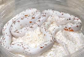 Black And White Corn Snake For Sale Palmetto Corn Snake Prices Run Up To 4000 Each Man Never Am I Ever Going To See This Snake In My Entire Life Snake Breeds Corn Snake Pet Snake