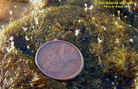 Image result for Utricularia
