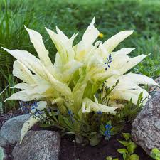 Image result for Hosta White Feather