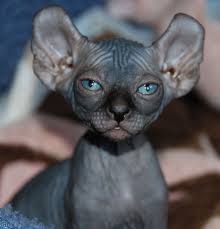 Tag #hairless_catstagram for a feature 👇most incredible cat furniture 😻 bit.ly/maustore. Sphynx Aka Elf Kitten Look At Those Eyes Elf Cat Hairless Cat Cute Cats