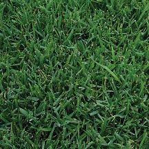 Phoenix Sod For The Arizona Climate Bermuda Grass Lawn Care Weeds Lawn