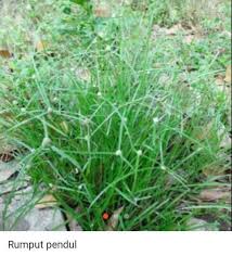 Pokok kapal terbang dicari dan ditumbuk lumat, dicampurkan dengan sedikit kapur makan dan disapukan pada ketulan tersebut. Pencinta Kucing Carilah Rumput Pendul Kalau Bulus Sakit Air Rebusannya Berkesan Jadi Ubat Remaja