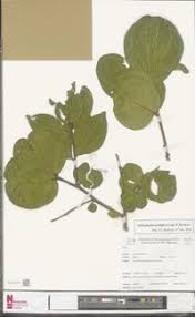 Image result for Anisophyllea boehmii