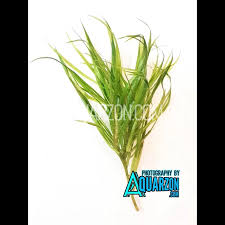 Image result for Blyxa hexandra