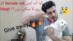She is just acting upon instinct. Can You Bring Your Female Cat Into Heat Cycle Urdu And Hindi Youtube