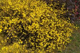 Image result for Jasminum nudiflorum