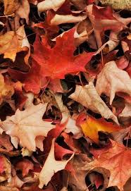 119 likes · 3 talking about this. They Lay Where They Have Fallen Autumn Aesthetic Fall Wallpaper Autumn Scenes