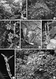 Image result for Isoglossa sp. A