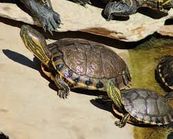 Image result for Rytigynia orbicularis