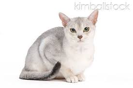 Abyssinian cats have short hair and a 'ticked' appearance which is what makes them stand out. Black And Silver Abyssinian Cat Sitting On White Seamless Abyssinian Cats Cats Cat Sitting