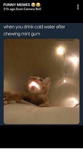 Funny Memes And Camera Funny Memes 21h Ago From Camera Roll When You Drink Cold Water After Chewing Min Really Funny Memes Funny Relatable Memes Funny Memes