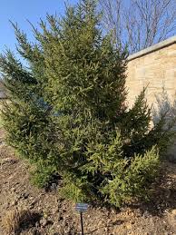 Image result for Vismia orientalis