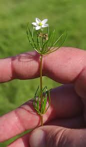 Image result for Spergula arvensis