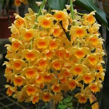 Image result for Rhipidoglossum densiflorum