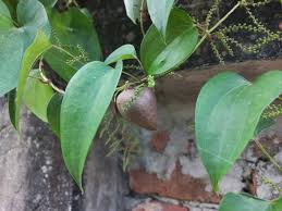 Image result for Dioscorea hirtiflora