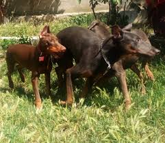 Cesur Asi Adli Kullanicinin Blue Doberman Panosundaki Pin