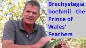 Image result for Brachystegia boehmii