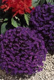 Geranium zonale crystal palace gem. Lobelia Crystal Palace Premier Seeds Direct
