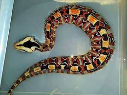 Bitis Gabonica Nasicornis Gaboon Rhino Viper Gaboon Viper Viper Snake Pet Snake