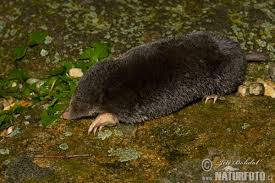 Talpa europaea is found throughout temperate europe, from great britain in the west to the ob and irtysh rivers in the east in russia. Talpa Europaea Pictures European Mole Images Nature Wildlife Photos Naturephoto