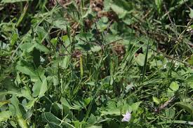 Image result for Daknopholis