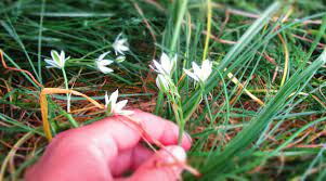 Spring green grass texture with flowers. What Is This Six Petaled White Flower With Long Narrow Leaves Gardening Landscaping Stack Exchange