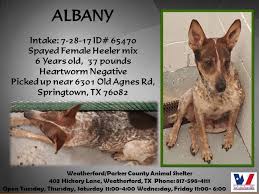 Maybe you would like to learn more about one of these? Texas Cattle Dog Rescue Has Fosters For Weatherford Parker Co Animal Shelter Facebook