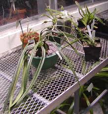 Image result for Oeceoclades decaryana