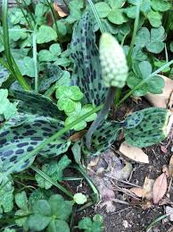 Image result for Setaria petiolata