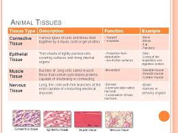 Group of different tissues form an organ. Specialized Plant And Animal Cells Snc 2 D
