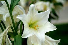 Pin Di Flower Types