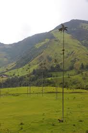 Black cottonwood is a large deciduous tree belonging to the willow family (salicaceae). Cocora Valley The World S Tallest Palm Trees Indie Traveller