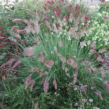 Image result for Melinis nerviglumis