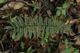 Image result for Asplenium uschiae