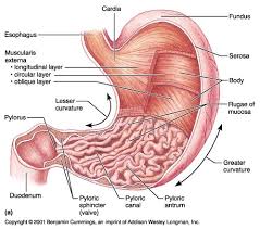 Stomach Diagram Stomach Diagram Gross Anatomy Human
