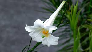 Image result for Lilium formosanum