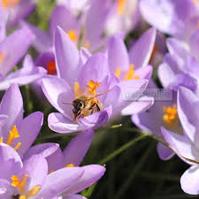 We did not find results for: Honey Bees Love Crocuses Daysingarden